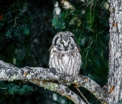 BorealOwl001